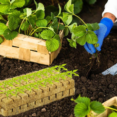 Seed Starter Stone Wool Cube